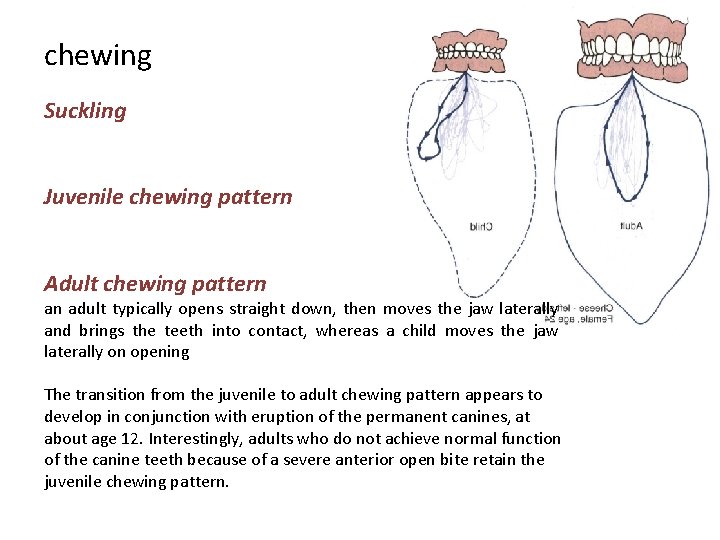 chewing Suckling Juvenile chewing pattern Adult chewing pattern an adult typically opens straight down,