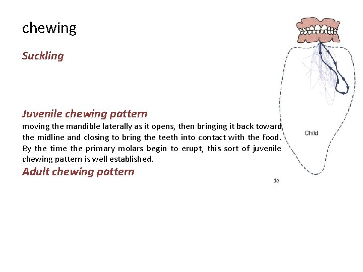 chewing Suckling Juvenile chewing pattern moving the mandible laterally as it opens, then bringing