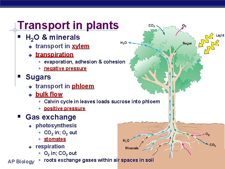 Transport in plants H 2 O & minerals transport in xylem transpiration evaporation, adhesion