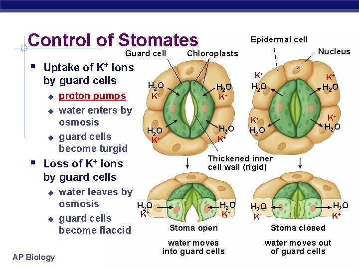 Control of Stomates Guard cell Epidermal cell Uptake of K+ ions by guard cells