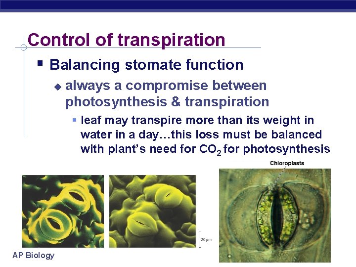 Control of transpiration Balancing stomate function always a compromise between photosynthesis & transpiration leaf
