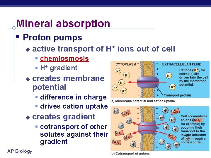 Mineral absorption Proton pumps active transport of H+ ions out of cell chemiosmosis H+