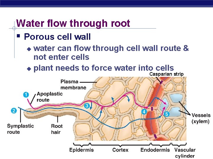Water flow through root Porous cell water can flow through cell wall route &
