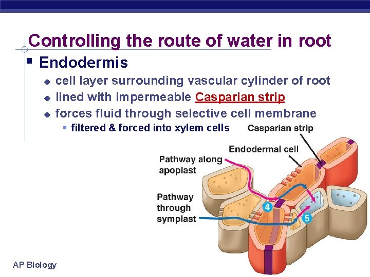 Controlling the route of water in root Endodermis cell layer surrounding vascular cylinder of