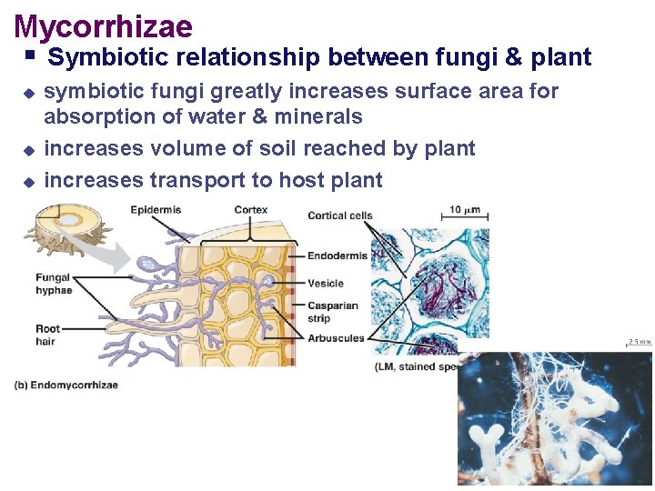 Mycorrhizae Symbiotic relationship between fungi & plant symbiotic fungi greatly increases surface area for