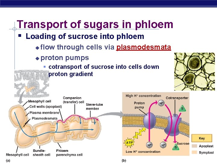 Transport of sugars in phloem Loading of sucrose into phloem flow through cells via