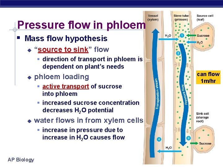 Pressure flow in phloem Mass flow hypothesis “source to sink” flow direction of transport