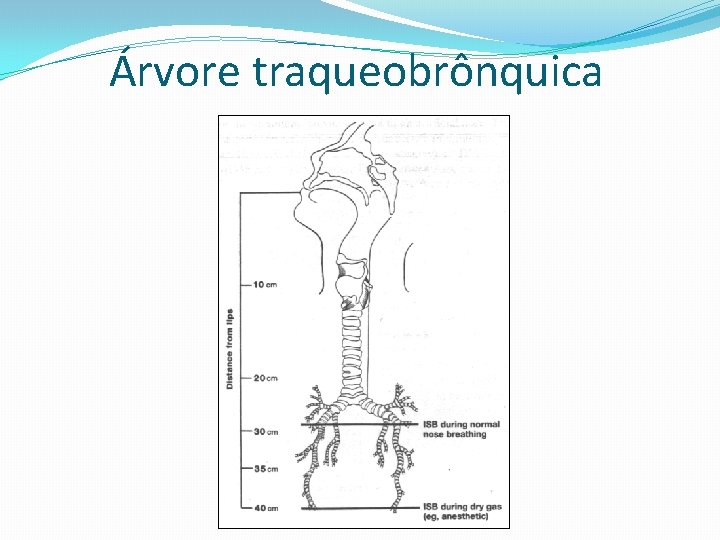 Árvore traqueobrônquica Árvore traqueobrônquica
