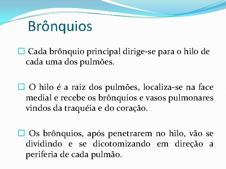 Brônquios � Cada brônquio principal dirige-se para o hilo de cada uma dos pulmões. Brônquios � Cada brônquio principal dirige-se para o hilo de cada uma dos pulmões.