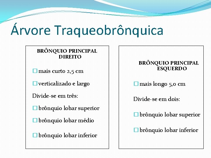 Árvore Traqueobrônquica BRÔNQUIO PRINCIPAL DIREITO � mais curto 2, 5 cm � verticalizado e