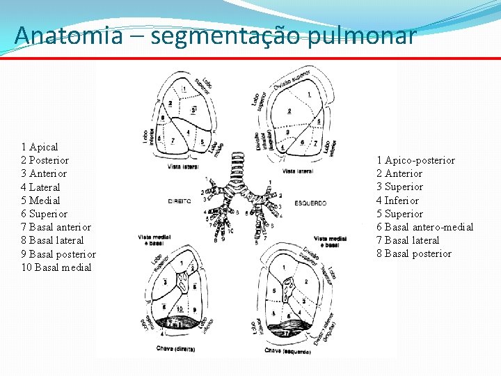 Anatomia – segmentação pulmonar 1 Apical 2 Posterior 3 Anterior 4 Lateral 5 Medial