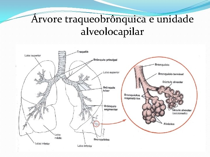 Árvore traqueobrônquica e unidade alveolocapilar Árvore traqueobrônquica e unidade alveolocapilar