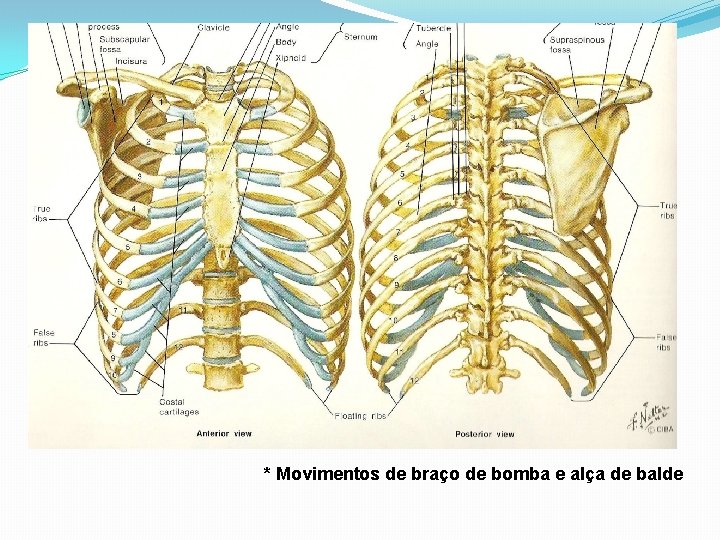 Vértebras Torácicas � 12 vértebras torácicas �sustentam as costelas �Juntamente com os discos intervertebrais Vértebras Torácicas � 12 vértebras torácicas �sustentam as costelas �Juntamente com os discos intervertebrais