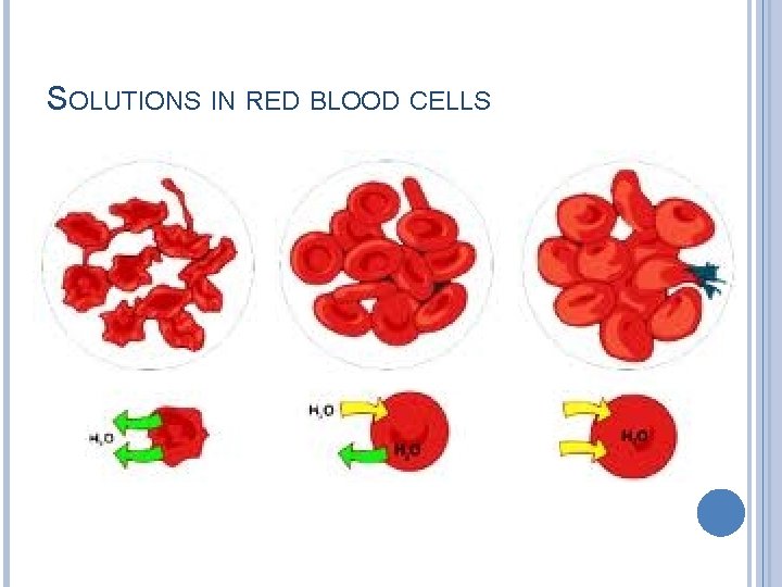 SOLUTIONS IN RED BLOOD CELLS 