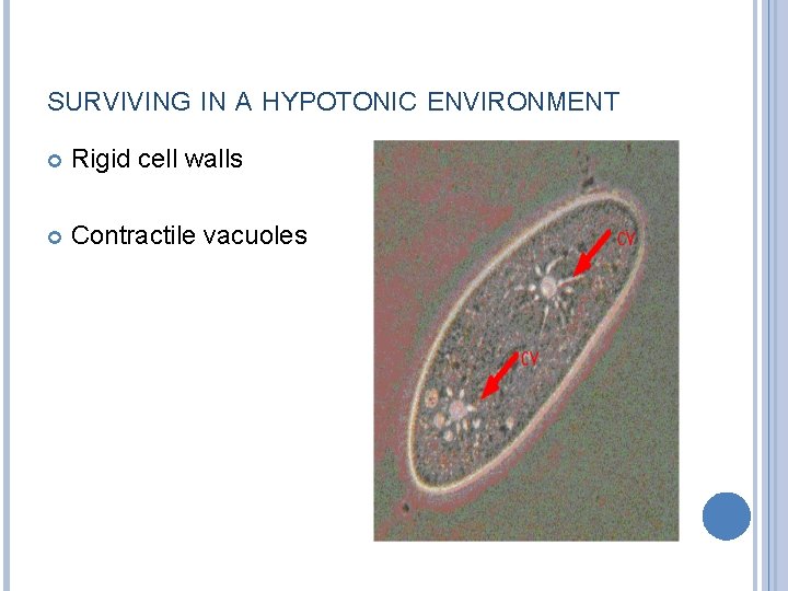 SURVIVING IN A HYPOTONIC ENVIRONMENT Rigid cell walls Contractile vacuoles 