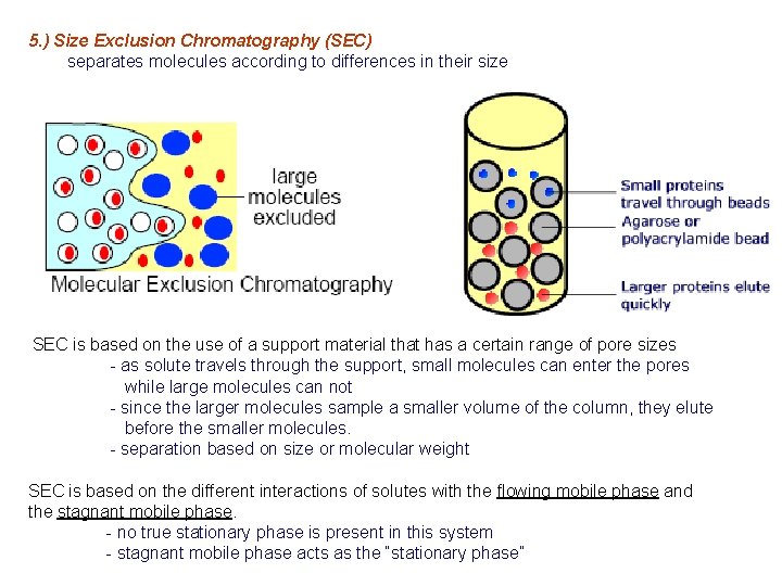 5. ) Size Exclusion Chromatography (SEC) separates molecules according to differences in their size