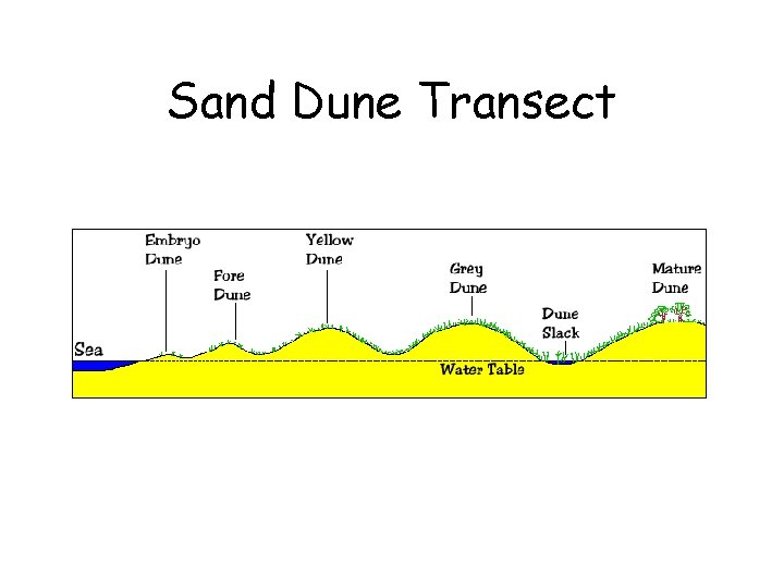 Sand Dune Transect 