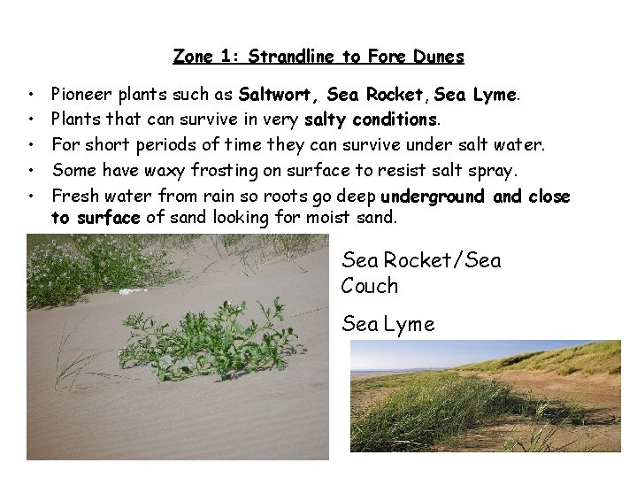 Zone 1: Strandline to Fore Dunes • • • Pioneer plants such as Saltwort,