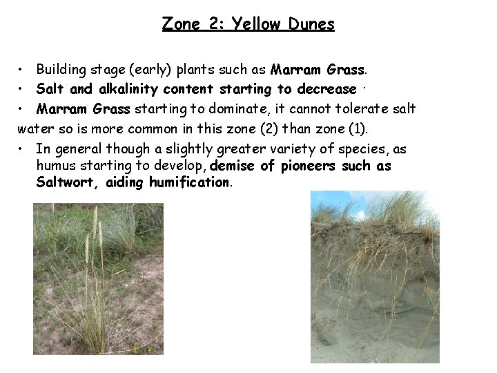 Zone 2: Yellow Dunes • Building stage (early) plants such as Marram Grass. •