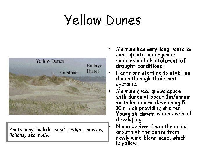 Yellow Dunes • • • Plants may include sand sedge, mosses, lichens, sea holly.