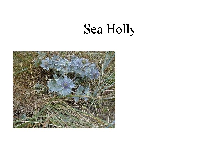 Sea Holly 