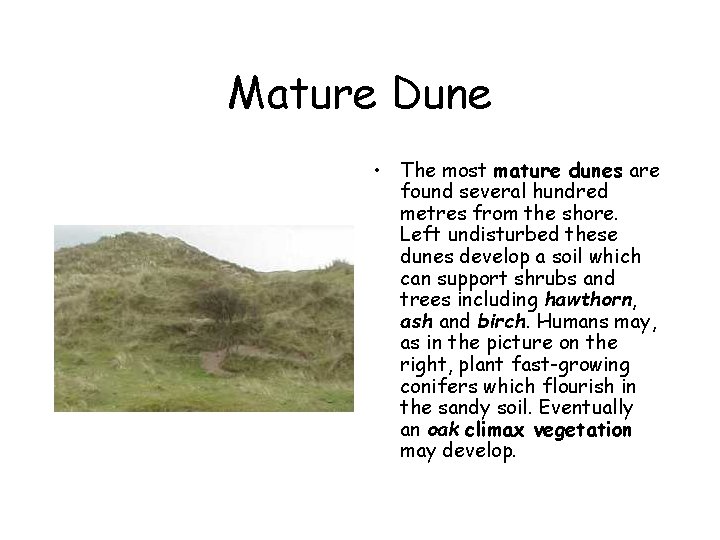 Mature Dune • The most mature dunes are found several hundred metres from the