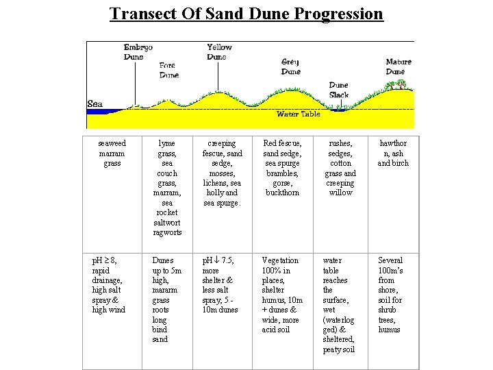 Transect Of Sand Dune Progression seaweed marram grass p. H 8, rapid drainage, high