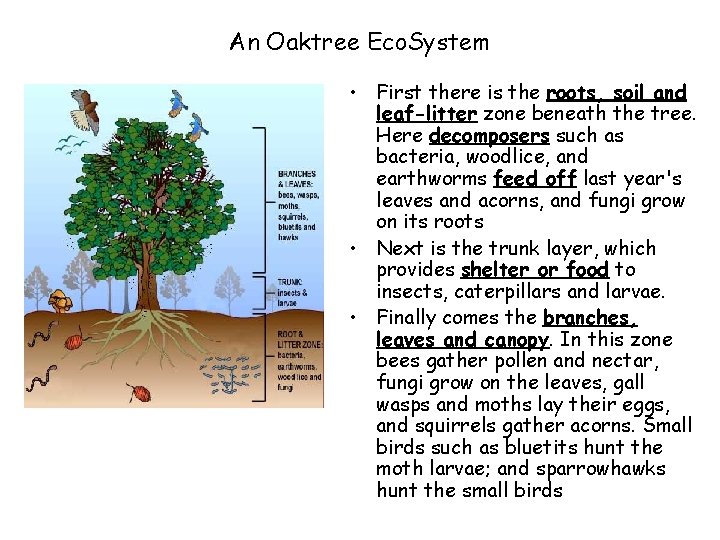 An Oaktree Eco. System • First there is the roots, soil and leaf-litter zone