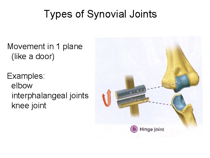 Types of Synovial Joints Movement in 1 plane (like a door) Examples: elbow interphalangeal Types of Synovial Joints Movement in 1 plane (like a door) Examples: elbow interphalangeal