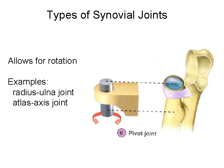 Types of Synovial Joints Allows for rotation Examples: radius-ulna joint atlas-axis joint Types of Synovial Joints Allows for rotation Examples: radius-ulna joint atlas-axis joint