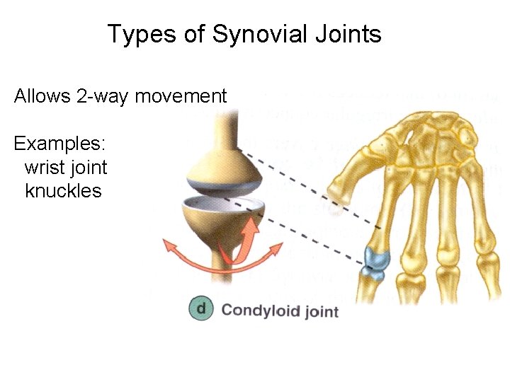 Types of Synovial Joints Allows 2 -way movement Examples: wrist joint knuckles Types of Synovial Joints Allows 2 -way movement Examples: wrist joint knuckles