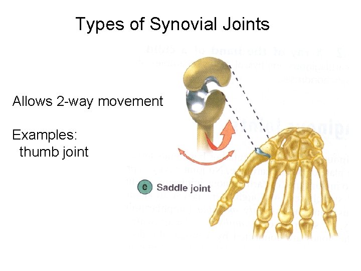 Types of Synovial Joints Allows 2 -way movement Examples: thumb joint Types of Synovial Joints Allows 2 -way movement Examples: thumb joint