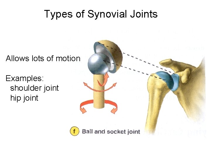Types of Synovial Joints Allows lots of motion Examples: shoulder joint hip joint Types of Synovial Joints Allows lots of motion Examples: shoulder joint hip joint