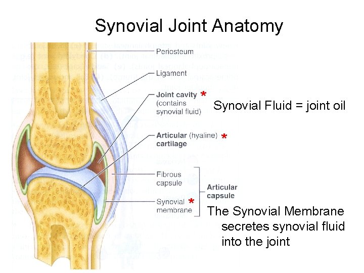 Synovial Joint Anatomy * Synovial Fluid = joint oil * * The Synovial Membrane Synovial Joint Anatomy * Synovial Fluid = joint oil * * The Synovial Membrane