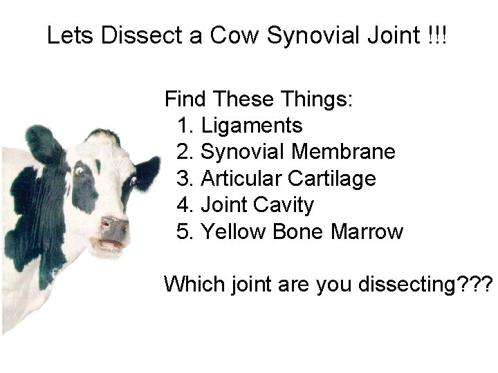 Lets Dissect a Cow Synovial Joint !!! Find These Things: 1. Ligaments 2. Synovial Lets Dissect a Cow Synovial Joint !!! Find These Things: 1. Ligaments 2. Synovial