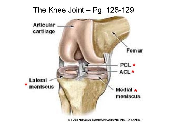 The Knee Joint – Pg. 128 -129 * * The Knee Joint – Pg. 128 -129 * *