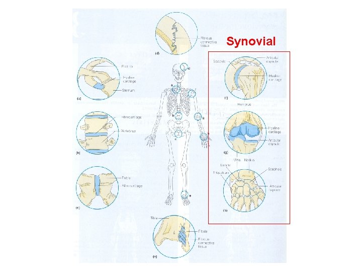 Synovial Synovial