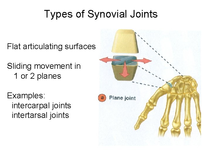 Types of Synovial Joints Flat articulating surfaces Sliding movement in 1 or 2 planes Types of Synovial Joints Flat articulating surfaces Sliding movement in 1 or 2 planes