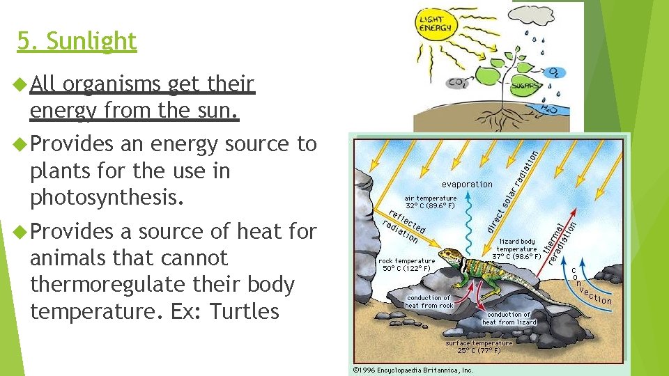 5. Sunlight All organisms get their energy from the sun. Provides an energy source