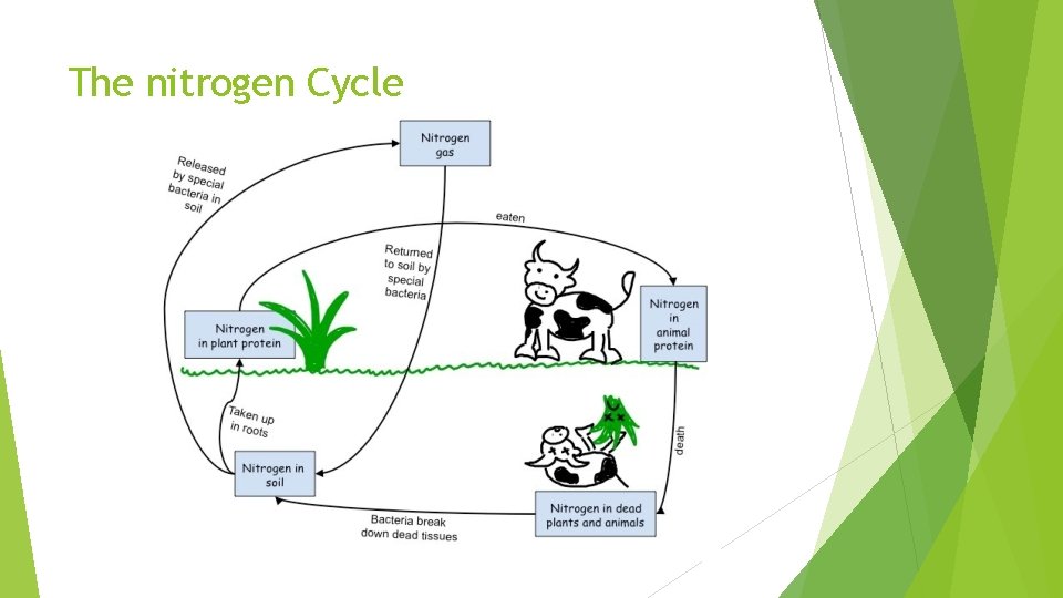 The nitrogen Cycle 