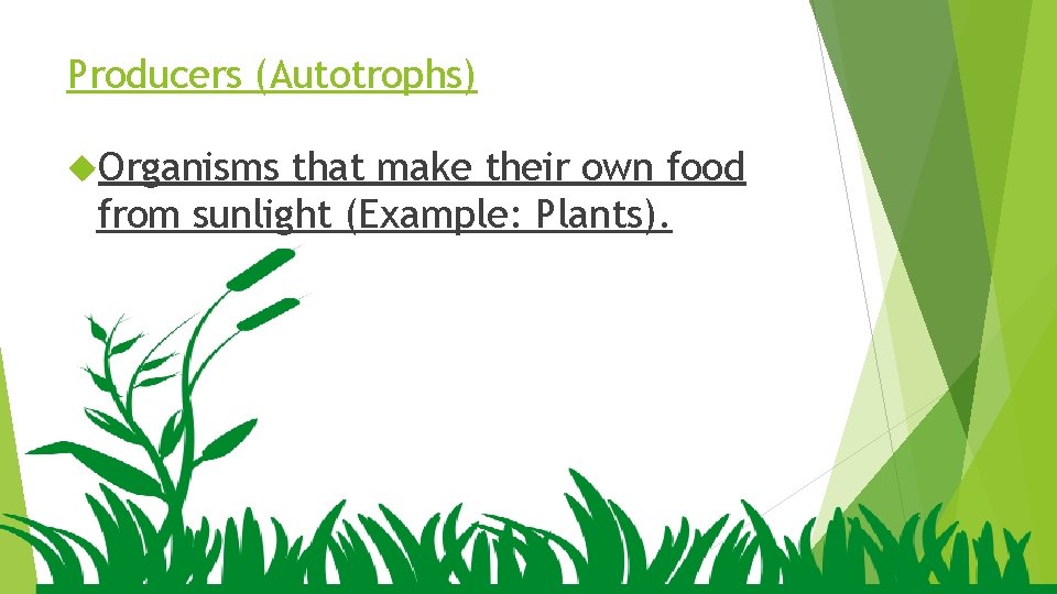 Producers (Autotrophs) Organisms that make their own food from sunlight (Example: Plants). 