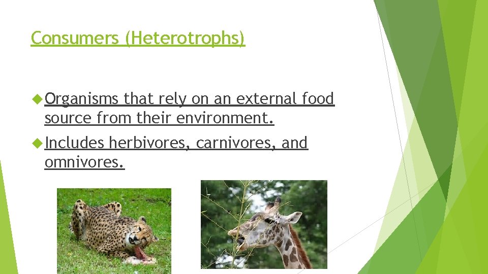 Consumers (Heterotrophs) Organisms that rely on an external food source from their environment. Includes