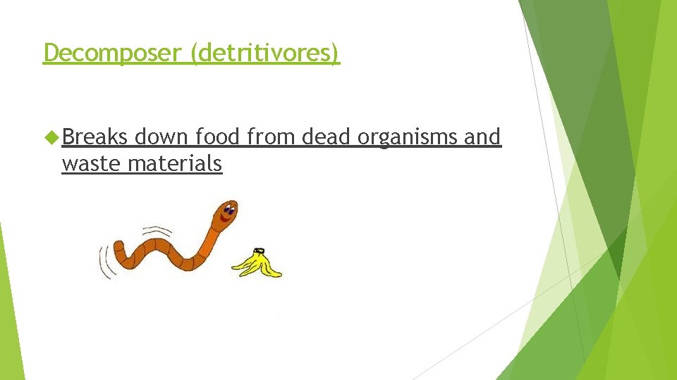 Decomposer (detritivores) Breaks down food from dead organisms and waste materials 