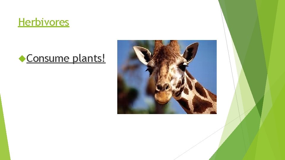 Herbivores Consume plants! 