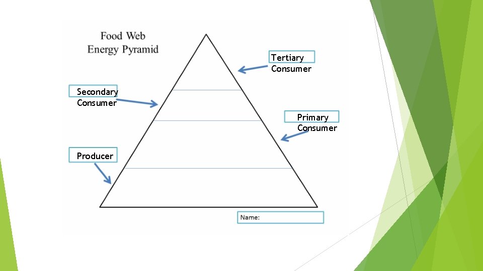 Tertiary Consumer Secondary Consumer Primary Consumer Producer 