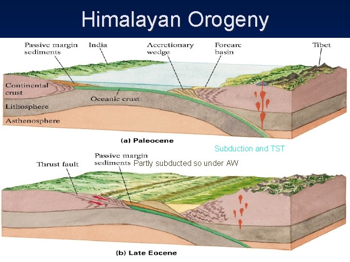 Himalayan Orogeny Subduction and TST Partly subducted so under AW 