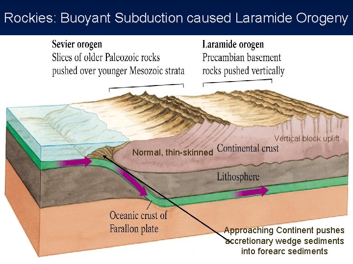 Rockies: Buoyant Subduction caused Laramide Orogeny Vertical block uplift Normal, thin-skinned Approaching Continent pushes