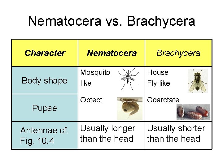 Nematocera vs. Brachycera Character Body shape Pupae Antennae cf. Fig. 10. 4 Nematocera Brachycera