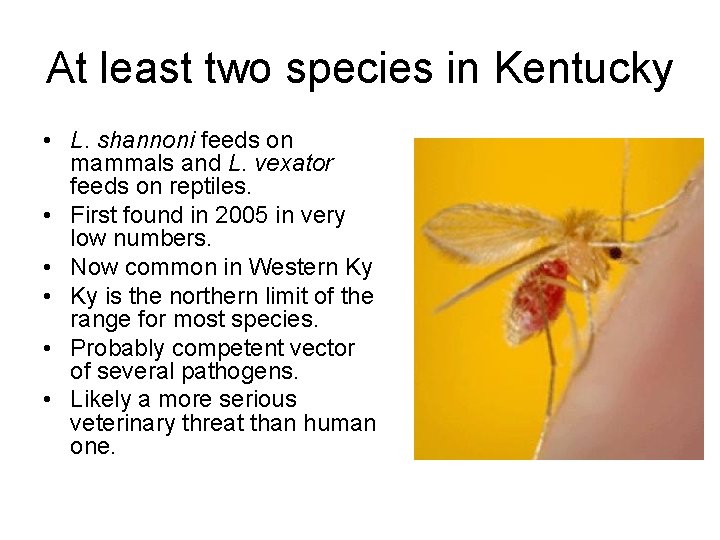 At least two species in Kentucky • L. shannoni feeds on mammals and L.