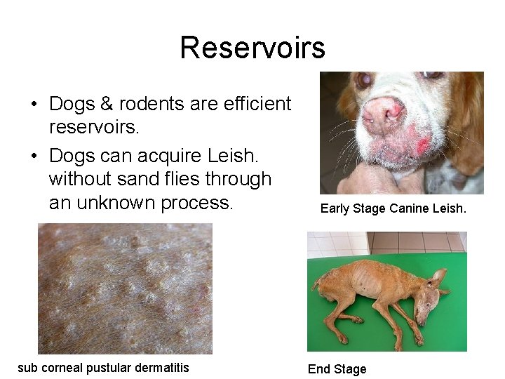 Reservoirs • Dogs & rodents are efficient reservoirs. • Dogs can acquire Leish. without